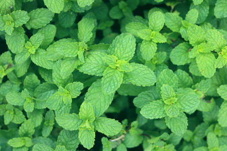 Green plant on background. green leaf vegetable in the field.