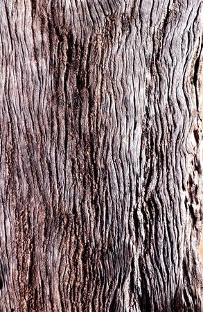 Green leaf texture on background.の写真素材