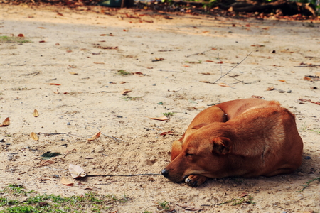 The dog is scratching on grass background. Dog Sleeping relaxing in day light.の写真素材