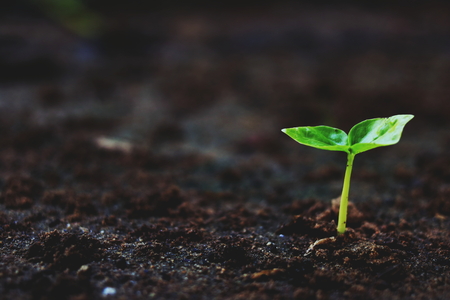 Growing plants , Young plant in the morning light on ground background, New life concept. Small plants on the ground in spring .の写真素材