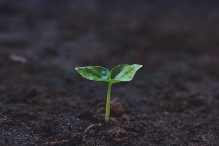 Growing plants , Young plant in the morning light on ground background, New life concept. Small...