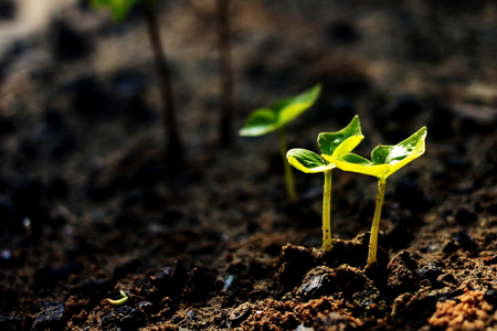 Growing plants , Young plant in the morning light on ground background, New life concept. Small plants on the ground in spring .の写真素材