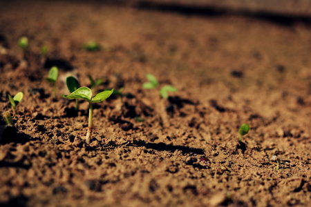 Growing plants , Young plant in the morning light on ground background, New life concept. Small plants on the ground in spring .の写真素材