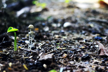 Growing plants , Young plant in the morning light on ground background, New life concept. Small plants on the ground in spring .の写真素材