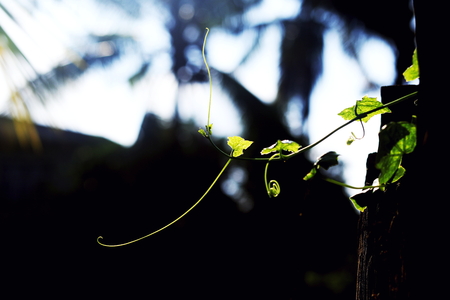 Growing plants , Young plant in the morning light on ground background, New life concept. Small plants on the ground in spring .の写真素材