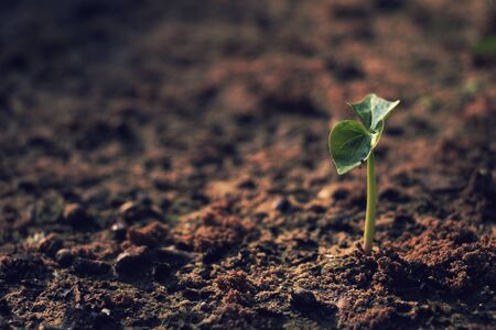 Growing plants , Young plant in the morning light on ground background, New life concept. Small plants on the ground in spring .の写真素材