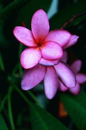 Frangipani flowers on tree.Pink Frangipani .Thailand.の写真素材