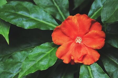 Red flower. Flower on green background.の写真素材