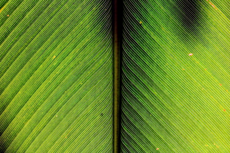line texture line texture palm leaf.の写真素材