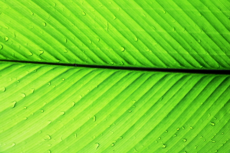 line texture line texture palm leaf. Palm background.の写真素材