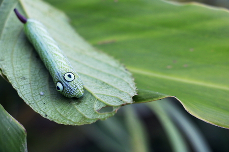 Green worm, A caterpillars eating on green leaf.の写真素材