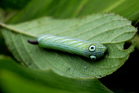 Green worm, A caterpillars eating on green leaf.の写真素材