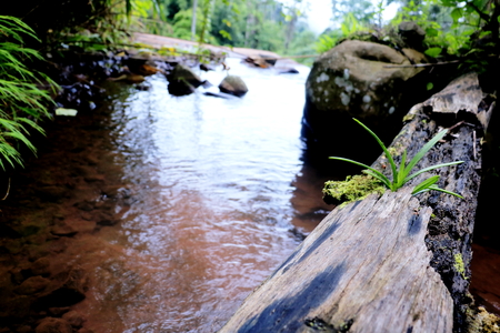 old wood plant and orchid on the river. In the forest plant growing on old wood.The air very fresh. Forest in Thailand.の写真素材