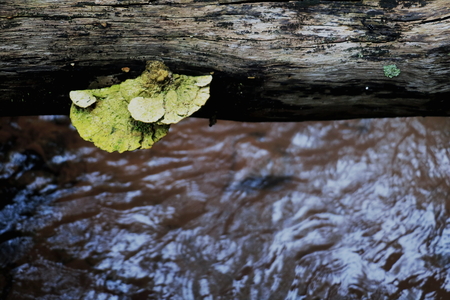 old wood plant and mushroom on the river. In the forest plant growing on old wood.The air very fresh. Forest in Thailand.の写真素材
