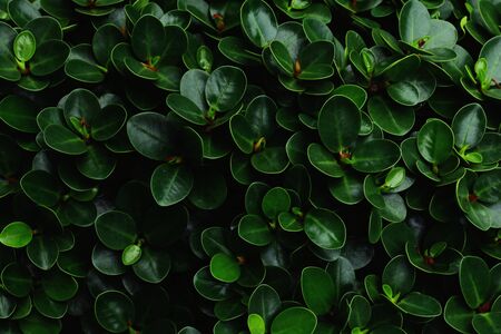Green leaves background. Green leaves color tone dark  in the morning.Tropical Plant,environment,photo concept nature and plant.の写真素材