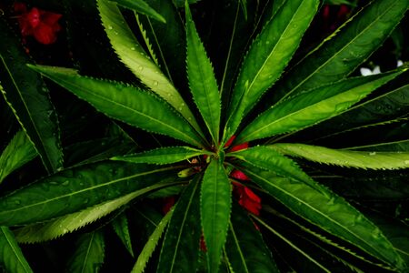 Green leaves background. Green leaves color tone dark  in the morning.Tropical...