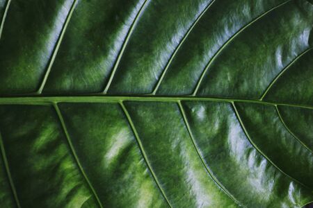 Green leaves background. Green leaves color tone dark  in the morning.Tropical Plant,environment,photo concept nature and plant.の写真素材