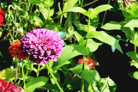 Close up of Zinnia flower.Zinnia flower in the garden.Thailand Zinnia.の写真素材