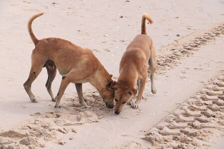 The dog is on Sand sea background. thai dog relaxing in day light.