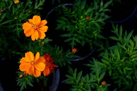 Cosmos sulphureus flower in dark tone.Cosmos sulphureus in the morning on rainy season. Thailand