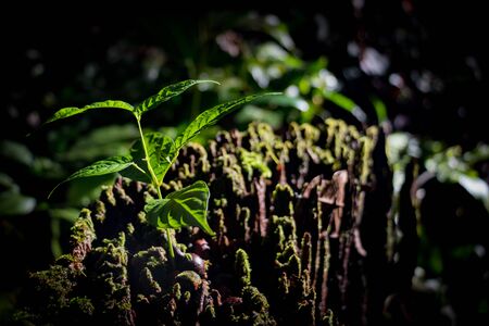 Mini tree on old wood.Tree grow up from old wood  in forest.