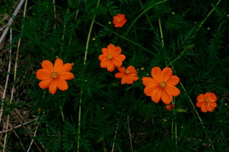 Cosmos sulphureus flower in dark tone.Cosmos sulphureus in the morning on rainy season.Thailand