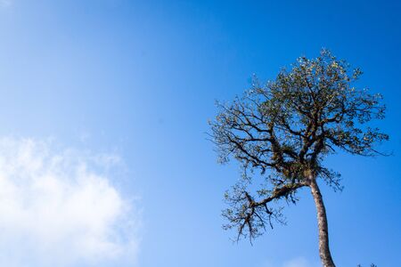 The big tree under blue sky. In the morning. Green tree top with sky. The tree in forest Thailand.