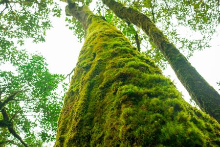 Big green trees.  Trees and sunlight under sky background. The trees in forest Thailand.の写真素材