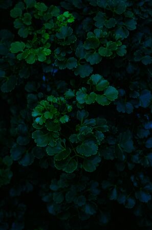 Green leaves background. Green leaves color tone dark  in the morning.Tropical Plant,environment,photo concept nature and plant.の写真素材