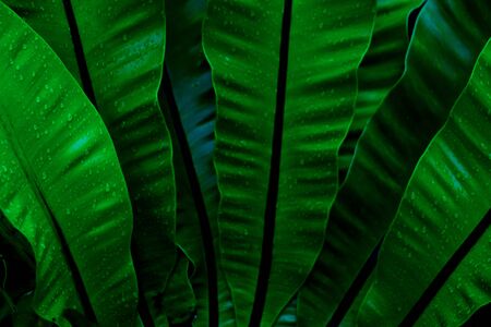 Dew and Green leaves background. Green leaves color dark tone after raining in the morning.Tropical Plant , environment,fresh,photo concept nature and plant.の写真素材