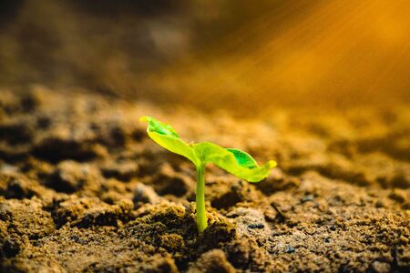 Growing plant.Young plant in the morning and light on ground background.mall plants on the ground in...
