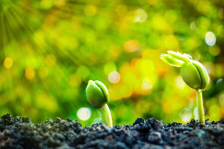 Seed plants are growing.They are growing step by step.One has root and grow under the soil and the other seed has leaves.They are growing among sunlight.Photo new life and  growing concept.の写真素材