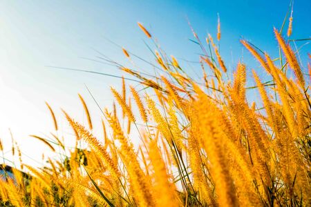 A field of mission grass and sunlight under sky.The grass blowing with bright sunlight in morning.の写真素材