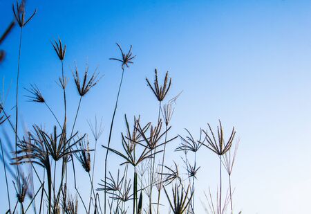 A field of mission grass and sunlight under sky. The grass blowing with bright sunlight in morning.