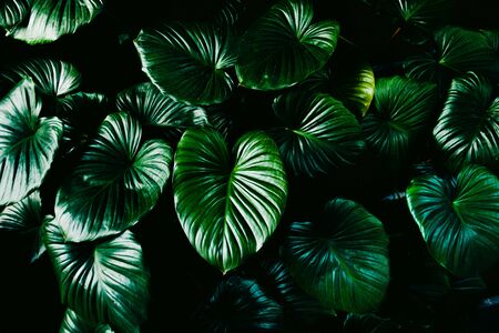 Green leaves background.Green leaves color tone dark in the morning.Tropical Plant in...