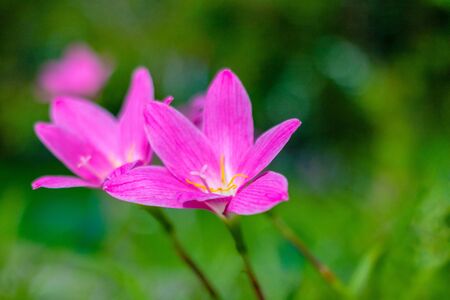 Cosmos sulphureus. Red Cosmos sulphureusin the morning on rainy season. Thailandの写真素材