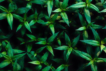 Green leaves background. Green leaves color tone dark  in the morning. Tropical Plant,environment,photo concept nature and plant.の写真素材