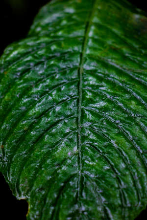 Green leaves background. Green leaves color tone dark  in the morning.Tropical...