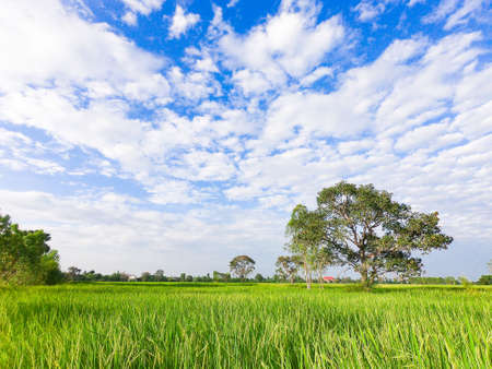 Green rice field and Blue sky. A tree in green field under Blue sky with clouds in countryside Thailand. Photo field and Landscape concept idea.の写真素材