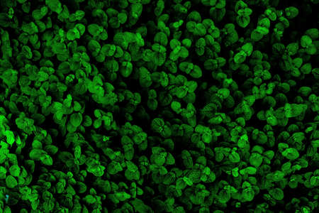 Green leaves background. Green leaves color tone dark  in the morning. Tropical...