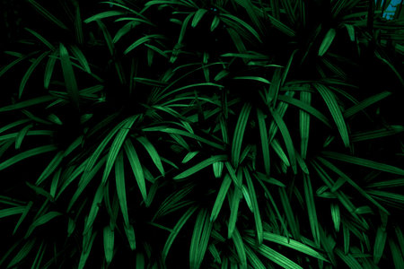 Green leaves background.Green leaves color tone dark in the morning.Tropical Plant, environment,photo concept nature and plant.の写真素材