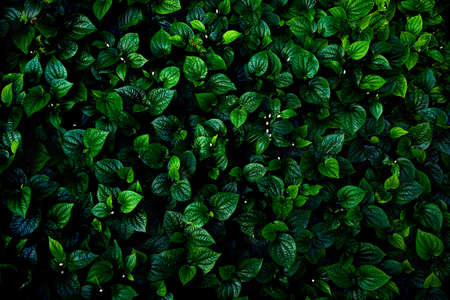 Green leaves background.Green leaves color tone dark  in the morning.Tropical Plant,environment,photo concept nature and plant.の写真素材