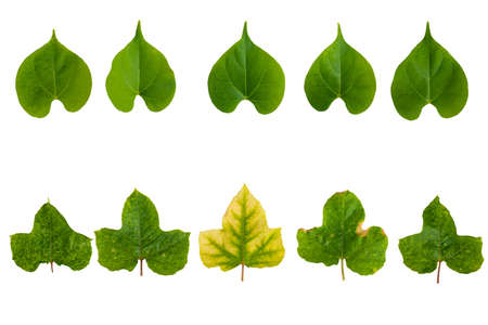 Isolate set of green Leaves.They  are  on white background. The collection of Leaves.Tropical trees on Thailand. Photo concept nature and Isolate.の写真素材