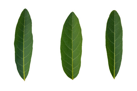 Isolate set of green Leaves.They  are  on white background. The collection of Leaves.Tropical trees on Thailand. Photo concept nature and Isolate.の写真素材
