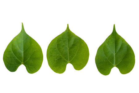 Isolate set of green Leaves.They  are  on white background. The collection of Leaves.Tropical trees on Thailand. Photo concept nature and Isolate.の写真素材