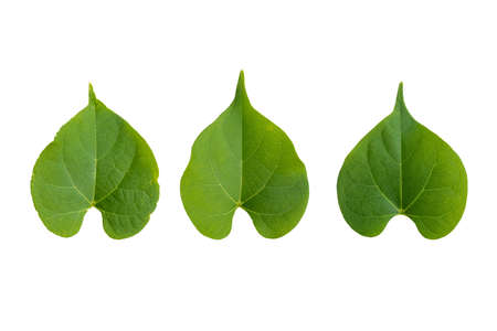 Isolate set of green Leaves.They  are  on white background. The collection of Leaves.Tropical trees on Thailand. Photo concept nature and Isolate.の写真素材
