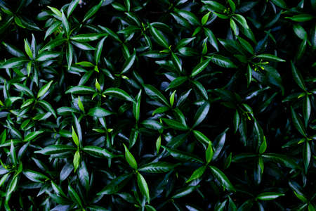 Dew and Green leaves background. Green leaves color dark tone after raining in the morning. Tropical Plant , environment,fresh,photo concept nature and plant.の写真素材