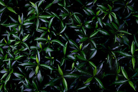 Dew and Green leaves background. Green leaves color dark tone after raining in the morning. Tropical Plant , environment,fresh,photo concept nature and plant.の写真素材