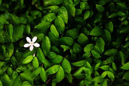 Dew and Green leaves background. Green leaves color dark tone after raining in the morning. Tropical Plant , environment,fresh,photo concept nature and plant.の写真素材