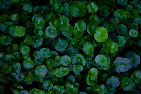 Green leaves background.Green leaves color tone dark  in the morning.Tropical Plant in Thailand,environment,good air,fresh.photo concept nature and plant.の写真素材